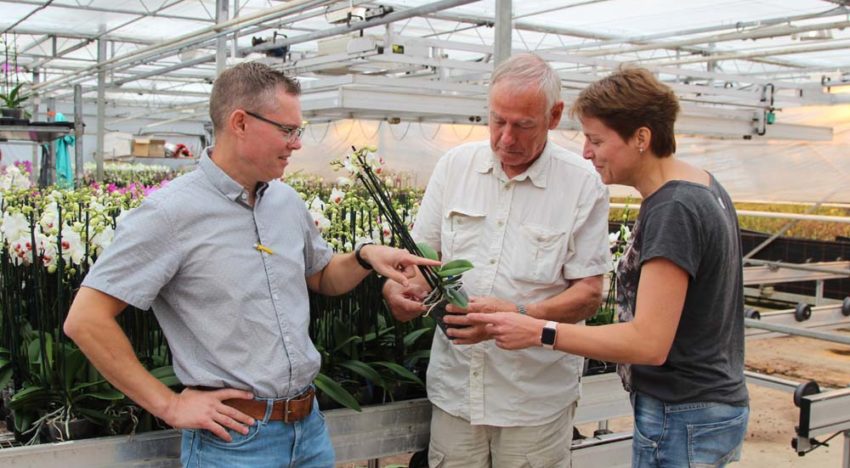 Biologie en Applaud houden wolluis beheersbaar
