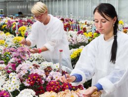 Kan sector uit de voeten met het huidige kwekers- en octrooirecht?