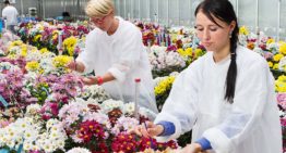 Kan sector uit de voeten met het huidige kwekers- en octrooirecht?
