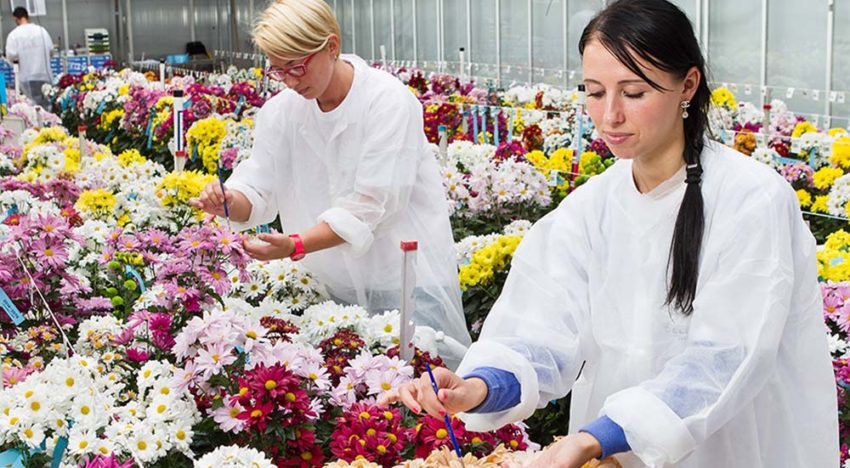 Kan sector uit de voeten met het huidige kwekers- en octrooirecht?