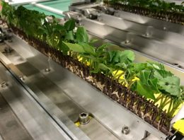 Efficiënt steksysteem creëert rust en zekerheid in transplantperiode