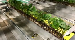 Efficiënt steksysteem creëert rust en zekerheid in transplantperiode
