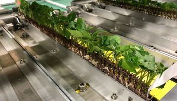 Efficiënt steksysteem creëert rust en zekerheid in transplantperiode
