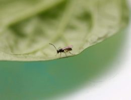 Interactie kasklimaat en biologische plaagbestrijding