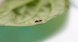 Interactie kasklimaat en biologische plaagbestrijding