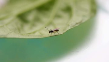 Interactie kasklimaat en biologische plaagbestrijding