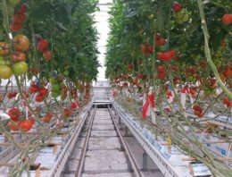 Grenswaarden Na in tomaat en paprika hoger dan gedacht