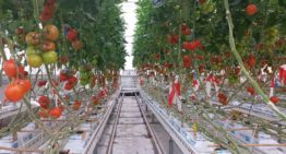 Grenswaarden Na in tomaat en paprika hoger dan gedacht