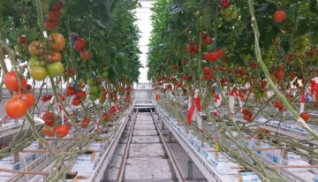 Grenswaarden Na in tomaat en paprika hoger dan gedacht