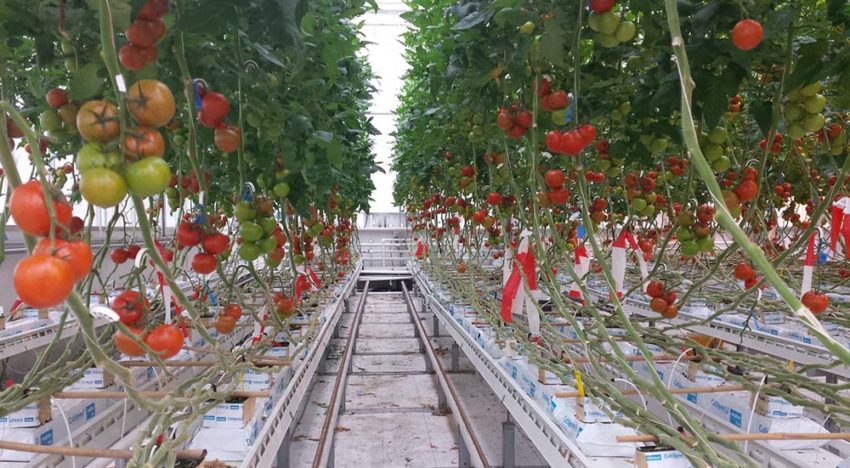 Grenswaarden Na in tomaat en paprika hoger dan gedacht