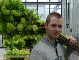 Stevigheid plant: samenspel silicium, celspanning en inhoudsstoffen
