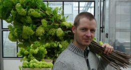Stevigheid plant: samenspel silicium, celspanning en inhoudsstoffen