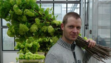 Stevigheid plant: samenspel silicium, celspanning en inhoudsstoffen