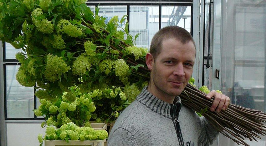 Stevigheid plant: samenspel silicium, celspanning en inhoudsstoffen