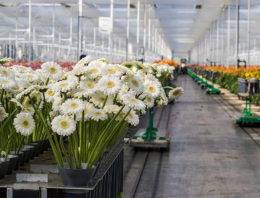 Een licht najaar en toch een lagere productie