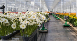 Een licht najaar en toch een lagere productie