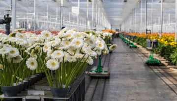 Een licht najaar en toch een lagere productie
