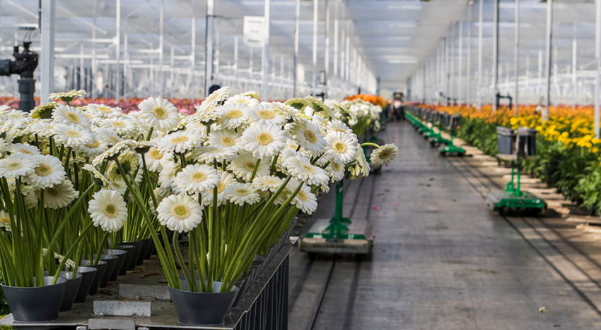 Een licht najaar en toch een lagere productie Een licht najaar en toch een lagere productie