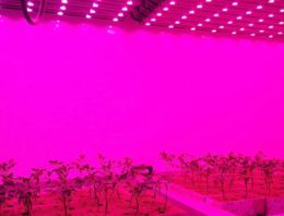Fysiologisch onderzoek bij jonge tomaten en komkommers