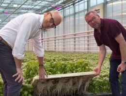 ‘Dankzij LED-belichting sterkere en gezondere basilicumplant’
