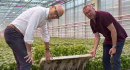 ‘Dankzij LED-belichting sterkere en gezondere basilicumplant’