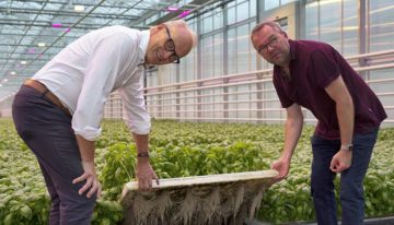‘Dankzij LED-belichting sterkere en gezondere basilicumplant’