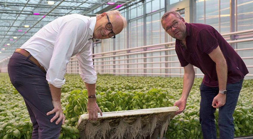 ‘Dankzij LED-belichting sterkere en gezondere basilicumplant’