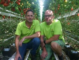 Tomatenteler Emsflower zet vol in op organisch substraat in bakken