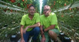 Tomatenteler Emsflower zet vol in op organisch substraat in bakken