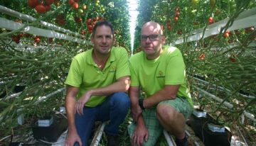 Tomatenteler Emsflower zet vol in op organisch substraat in bakken
