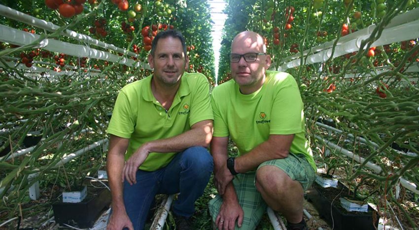 Tomatenteler Emsflower zet vol in op organisch substraat in bakken