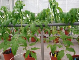 Oogstopbrengst verbeteren door natuurlijk bodemleven