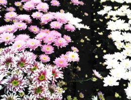 Alternatief grondstomen in onderzoek Perfecte Chrysant