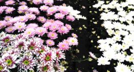 Alternatief grondstomen in onderzoek Perfecte Chrysant