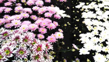 Alternatief grondstomen in onderzoek Perfecte Chrysant