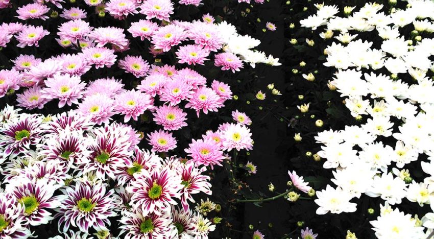 Alternatief grondstomen in onderzoek Perfecte Chrysant