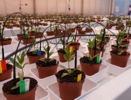 Biologische bestrijding Fusarium in sierteelt