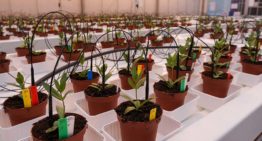 Biologische bestrijding Fusarium in sierteelt