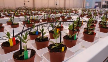 Biologische bestrijding Fusarium in sierteelt