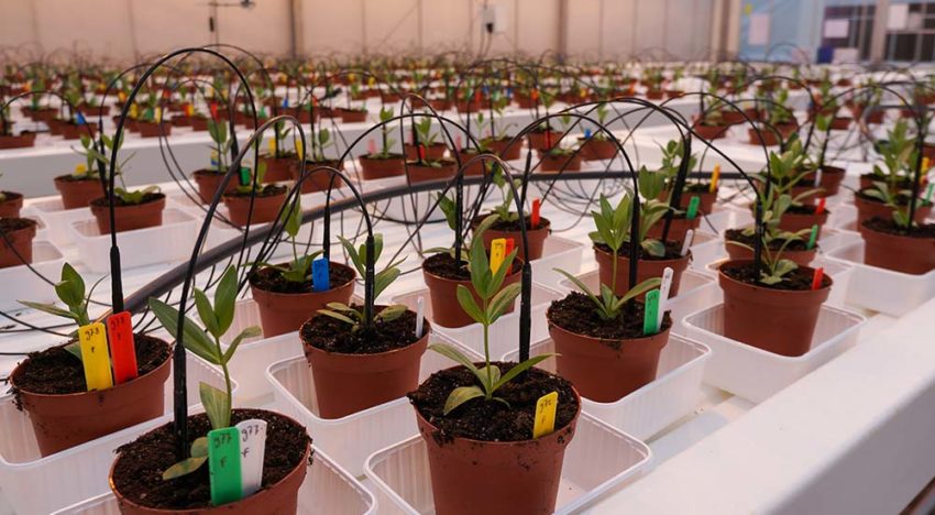 Biologische bestrijding Fusarium in sierteelt