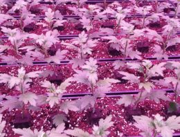 Project LED-licht bij zonlicht