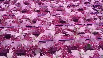 Project LED-licht bij zonlicht