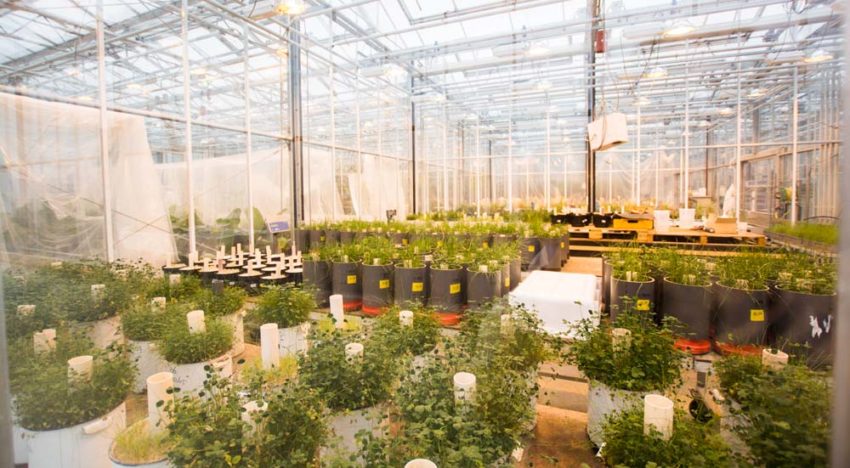 Wageningen University & Research vervangt onderzoekskassen Unifarm