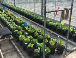 5,7 miljoen euro voor onderzoek naar toekomstbestendige sla