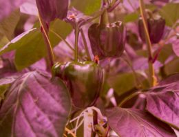Streven naar evenwichtige plantbelasting met SON-T en LED