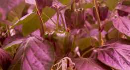 Streven naar evenwichtige plantbelasting met SON-T en LED
