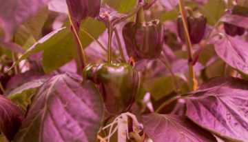 Streven naar evenwichtige plantbelasting met SON-T en LED