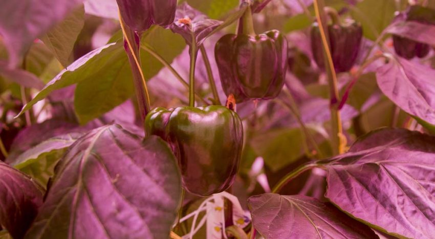 Streven naar evenwichtige plantbelasting met SON-T en LED Streven naar evenwichtige plantbelasting met SON-T en LED