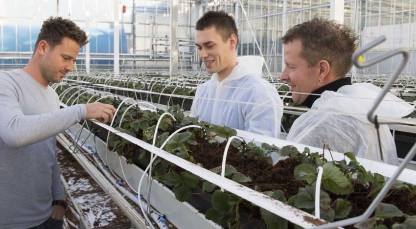 Energie besparen en tegelijk een nieuw teeltconcept optimaliseren