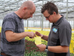 Systeemaanpak biologie en BotaniGard werkt ook goed in lastig jaar